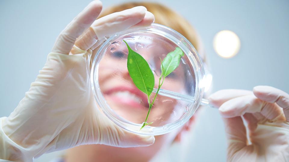 Student studying a leaf in a petri dish