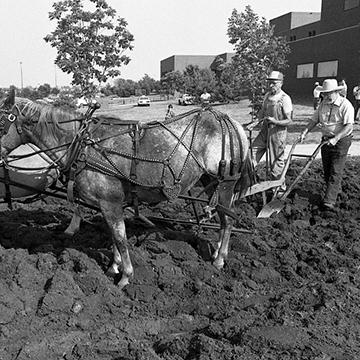 A horse-drawn plow was used to break ground for the Carlsen Center.